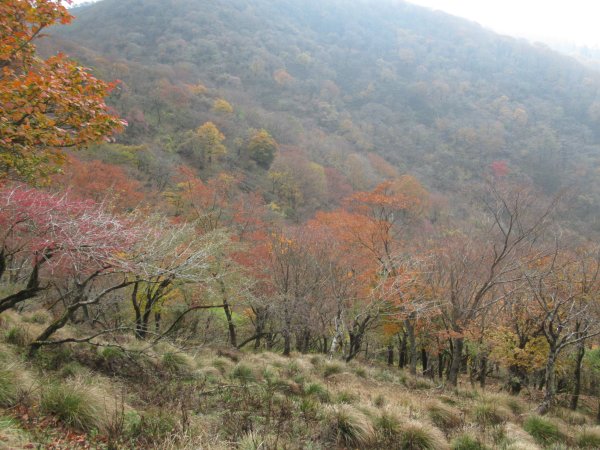 登山道